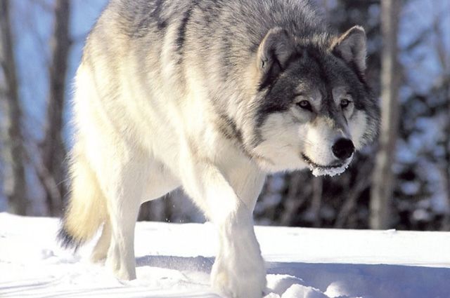 Три волка добыли охотники в Пыталовском районе