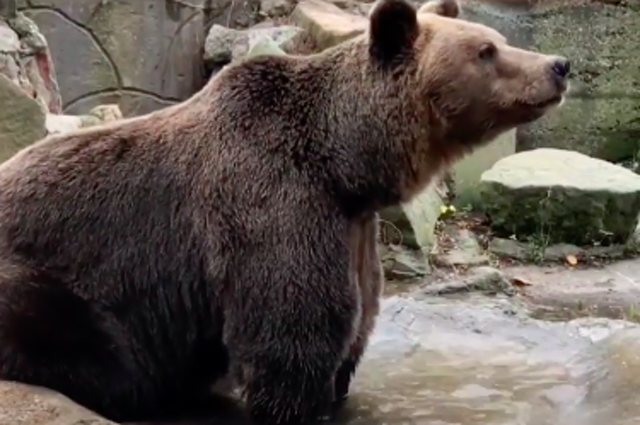 Медведь Потап из зоопарка Астрахани предсказал южным регионам раннюю весну