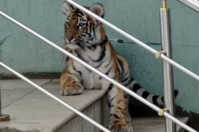 На улице в Саратове заметили тигра
