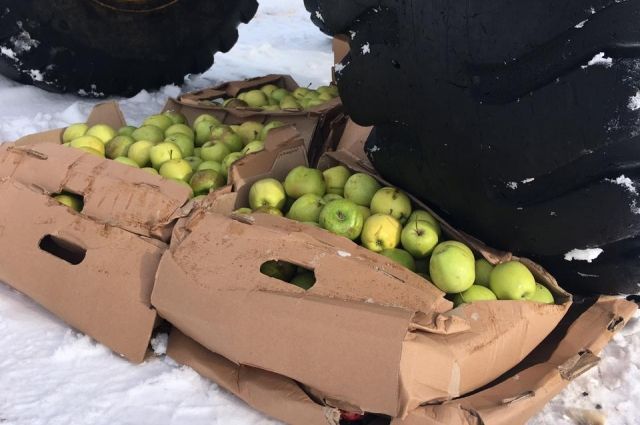 В Канаше под колесами трактора уничтожили более 1,2 тонны санкционных яблок