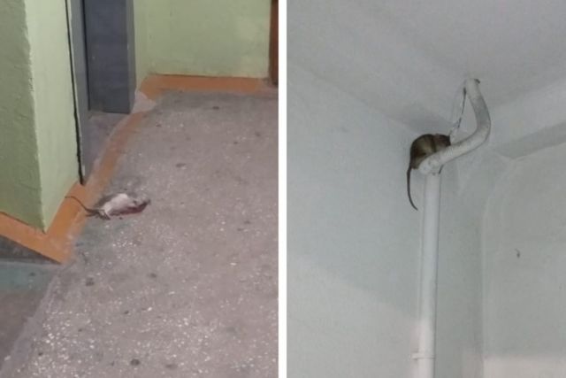 В интернете они опубликовали снимки, на которых крыса сидит на трубе под потолком, а другого грызуна задавила собака. 