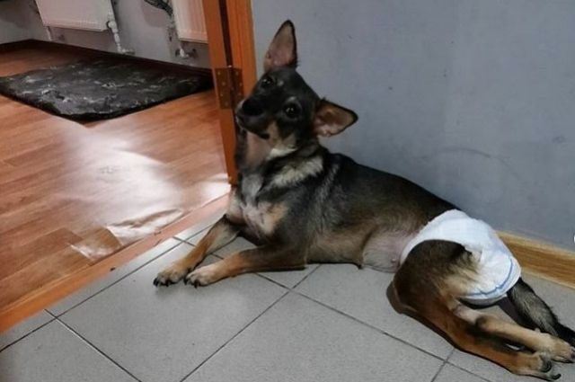 Собака Наталья с парализованными лапами без помощи Татьяны вряд ли бы выжила. 