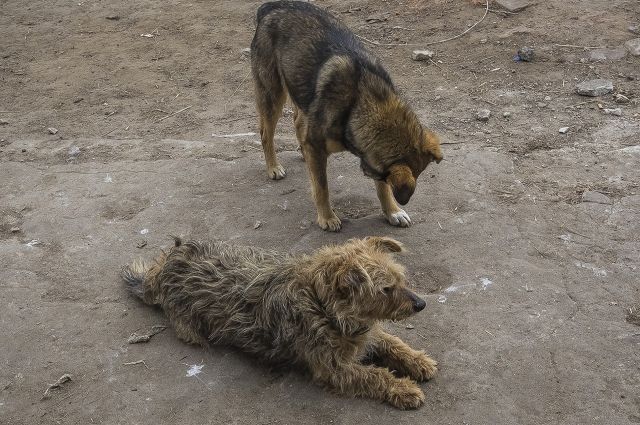 СК проверит сообщения о нападении собак на женщину у детсада в Тамбове
