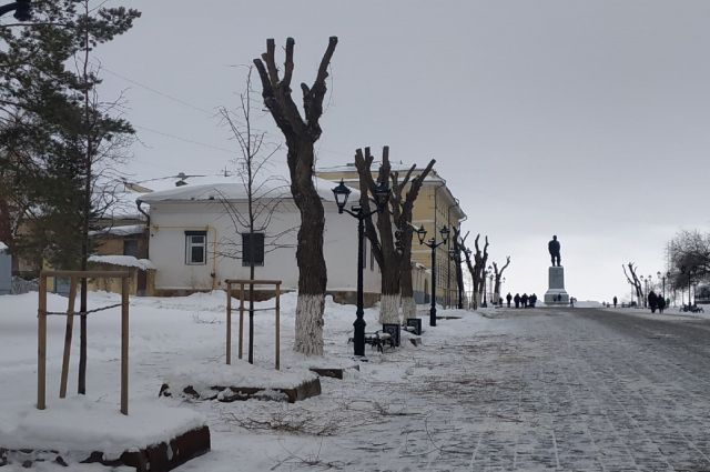 «Изуродовали…»- оренбуржцев возмутила опиловка деревьев на Советской