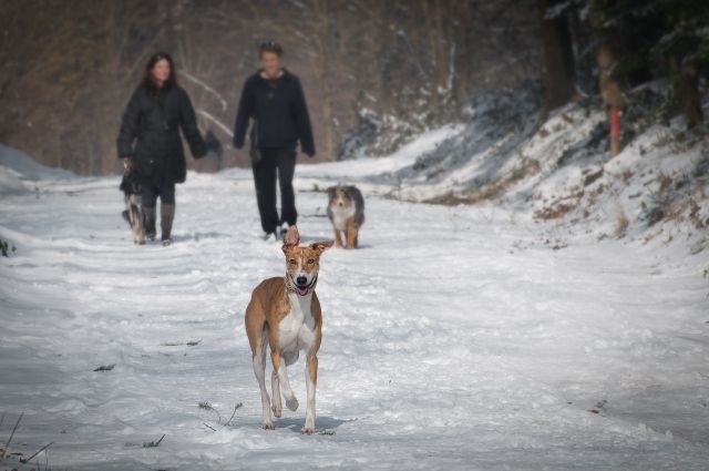 Семь собак отравили в Октябрьском ущелье Саратова