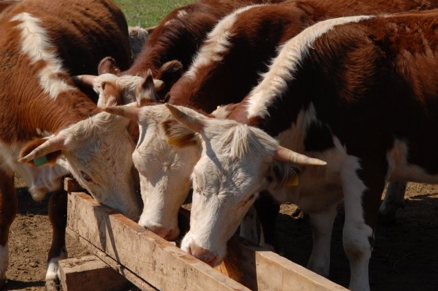 В Хабаровском крае из пожара эвакуировали 200 коров