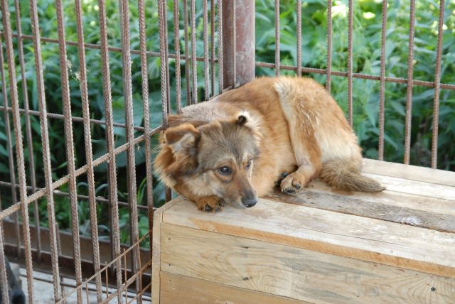 В Новосибирской области неизвестные закинули труп убитой собаки в дом