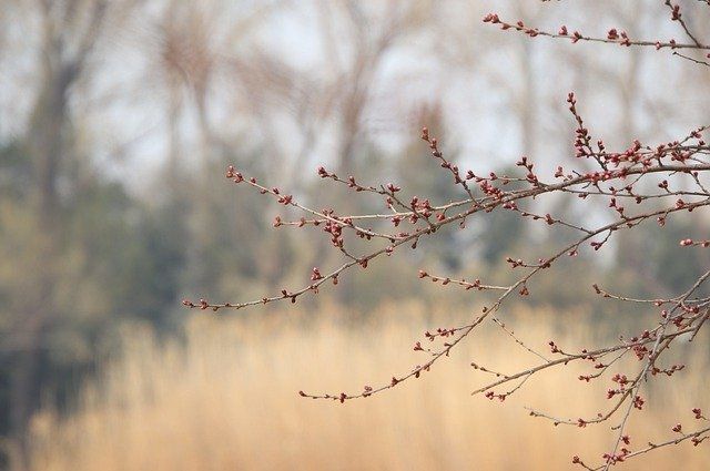 До 5 градусов тепла прогнозируют в Псковской области в последний день зимы
