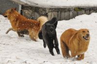 В Южном посёлке Оренбурга за неделю от бездомных собак пострадали четыре человека