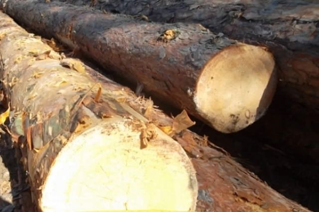 В Южном округе Оренбурга планируют спилить 68 деревьев 