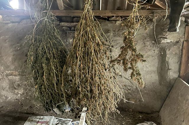 На Ставрополье житель села Шведино хранил дома более 2 кг конопли