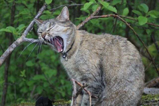 Дошли до ручки: в Европе оренбургских кошек объявили вне закона
