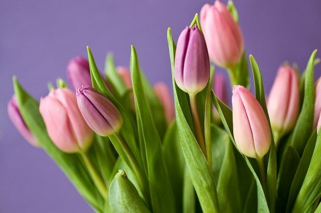 Большим спросом 8 марта пользуются тюльпаны.