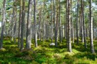 На круглом столе «Сибирское соглашение» обсудили оптимизацию системы лесоустройства и формирование проектов глубокой переработки некондиционной древесины.