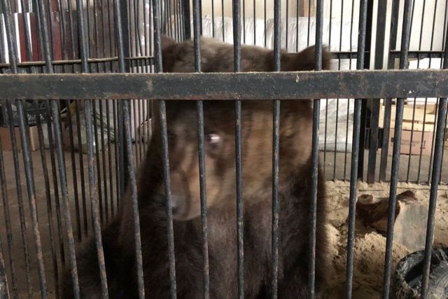 В Новосибирске бродячий цирк бросил собак и медведей