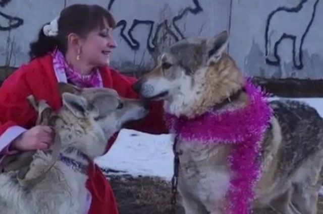 В Карачаево-Черкесии женщина выращивает стаю из 16 волков | ОБЩЕСТВО .