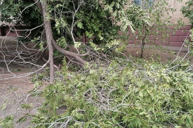 Штормовой ветер в Ставрополе за два дня уже повалил 20 деревьев