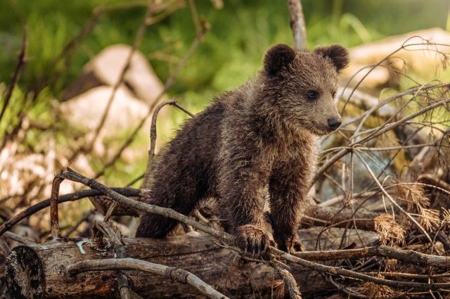 На границе Ленобласти егерь спас двух медвежат, оставшихся без мамы