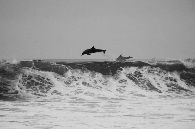 В Крыму в феврале нашли 58 мертвых дельфинов