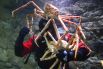 Японский краб-паук (Macrocheira kaempferi). Масса до 20 кг. Длина тела (головогруди без ног) до 80 сантиметров, с ногами до 6 метров. Обитает на глубинах 150-800 метров, но чаще обнаруживается на глубине около 200-300 метров. Питается моллюсками и остатками животных, живёт предположительно до 100 лет