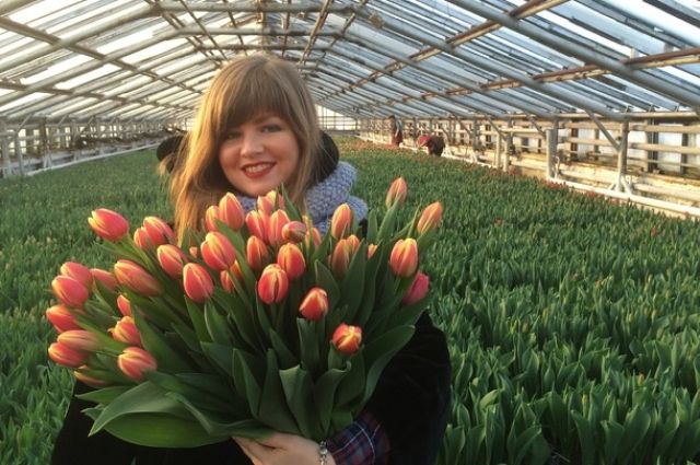 Псковские цветоводы пока не уверены, что в следующем году удастся собрать такой же рекордный урожай тюльпанов, как в это