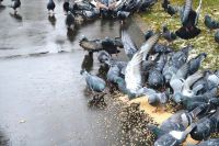 Контакты с безнадзорными животными и кормление голубей опасны для здоровья.