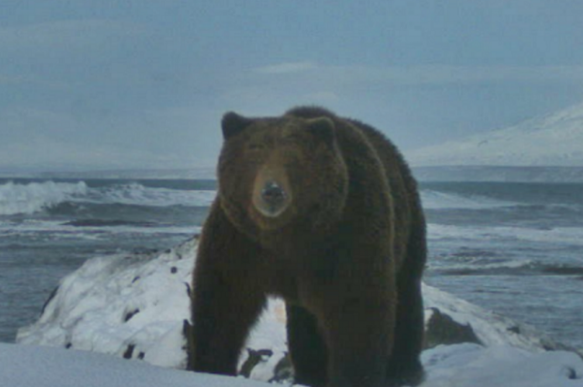 Медведица 1 час. Медведи Камчатки Кроноцкий. Берлога Камчатского медведя. Медведь на Камчатке вышел. Берлога медведя на Камчатке.