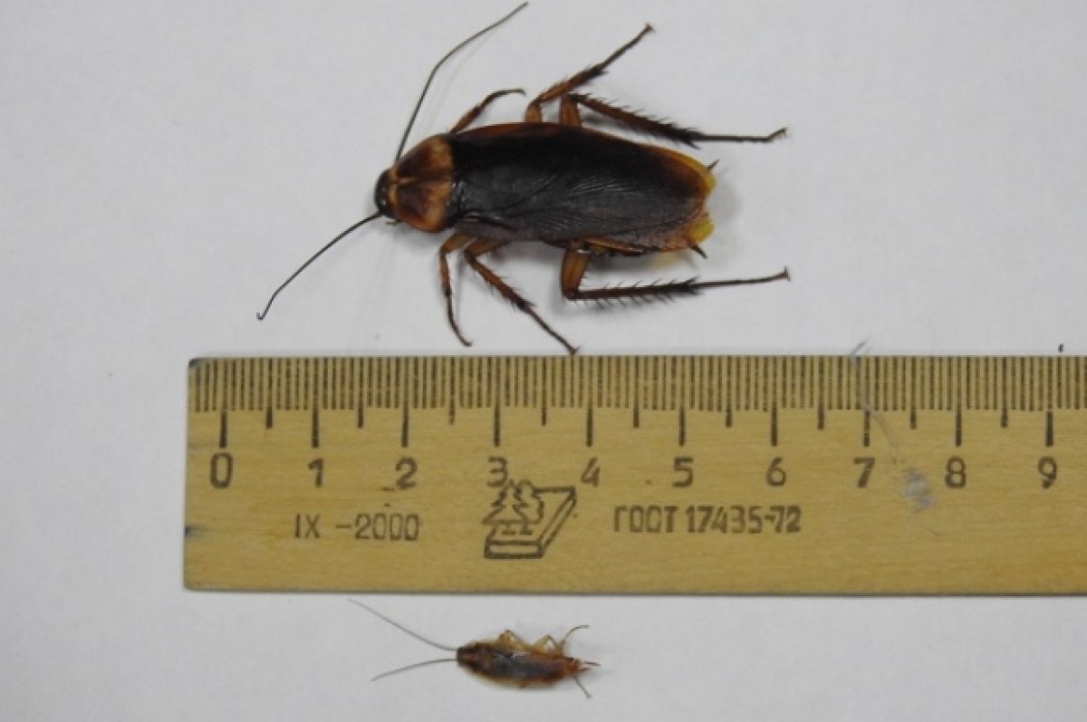 Американские, страшные и опасные? Как гигантские тараканы заполонили Сочи | АиФ Краснодар