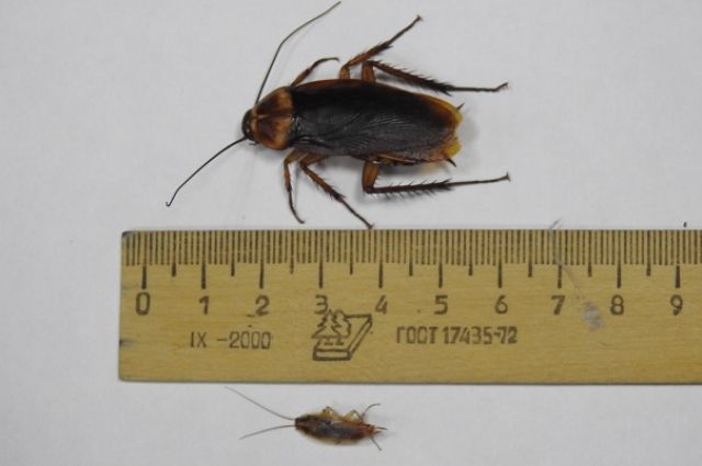 Такие тараканы в несколько раз крупнее обычных прусаков или лесных.