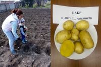 Заведующая лабораторией ИрГАУ Надежда Большешапова учит сына сажать картошку. Так выглядит новый сорт картофеля «Бабр».