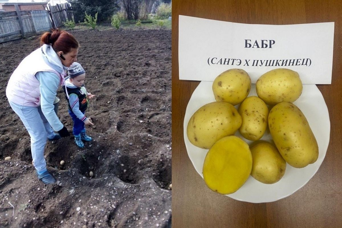 Наша картошка вкуснее! Иркутские ученые вывели новый сорт картофеля «Бабр»