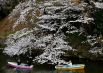 О начале цветения сакуры отчитывается каждый регион Японии