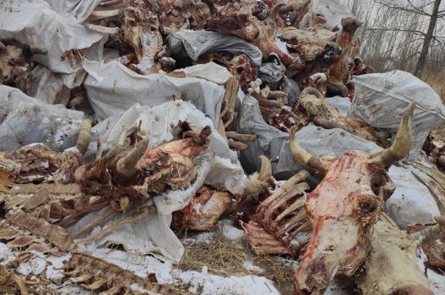 Это шестая найденная свалка с останками в Берёзовском районе.