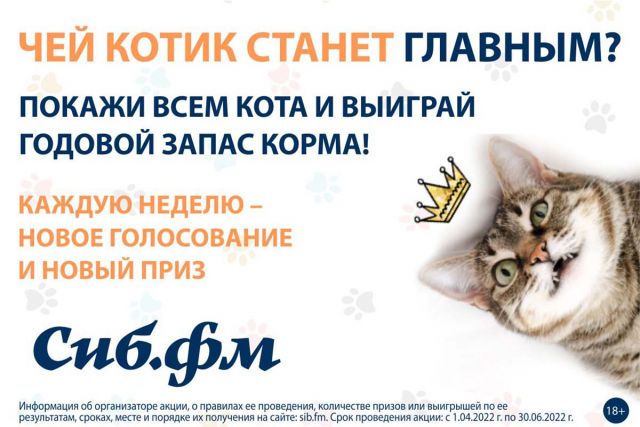 В Новосибирске началась акция «Главный котик Новосибирска»