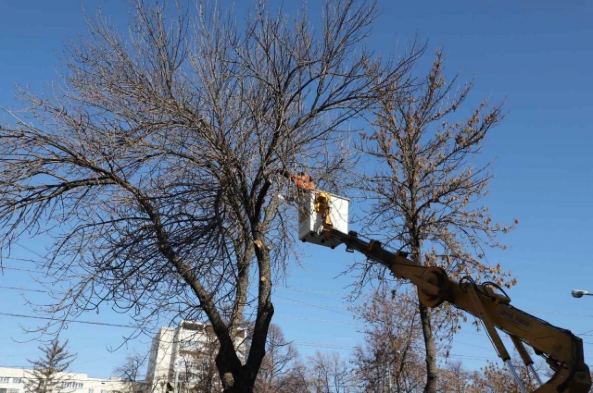 В Самаре проводится санитарная обрезка деревьев | АиФ Самара