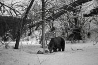 В оренбургском заповеднике из спячки вышел медведь