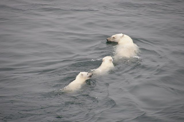 Чукотские депутаты выступили против деятельности WWF в арктическом регионе