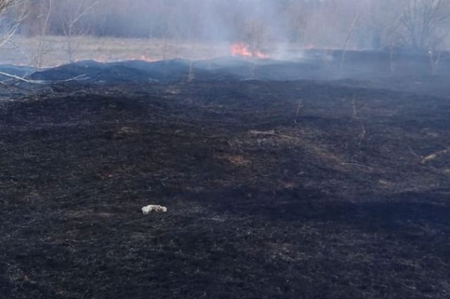 В лесном массиве, недалеко от села Городище, произошло загорание сухой травы.