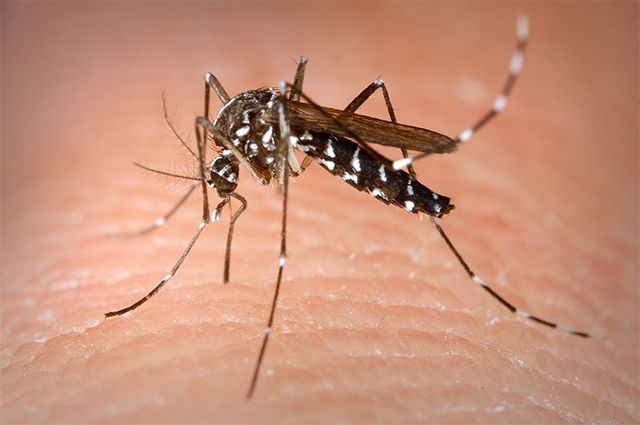 Сотрудник МГУ рассказал, когда Москву ожидает первая волна комаров