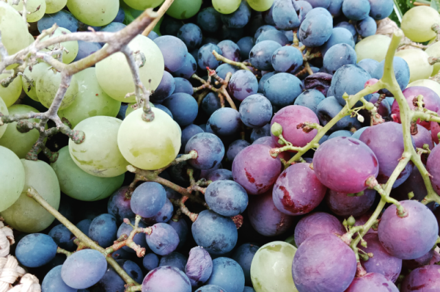 Сорта винограда для средней полосы: 'Талисман', 'Агат Донской' и 'Рошфор'.