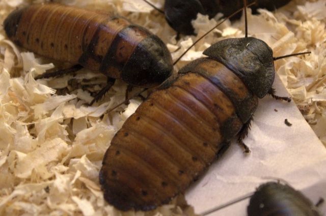 Мадагаскарские тараканы в длину могут достигать 10 сантиметров.