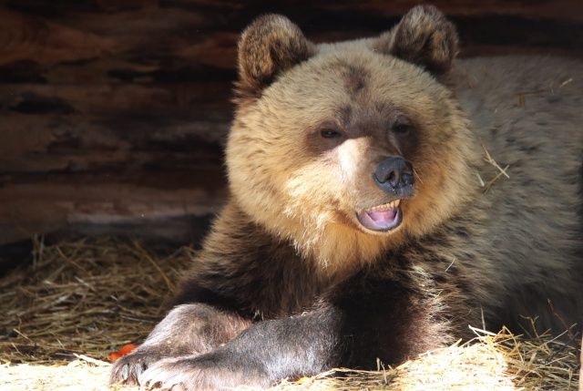 Медведицу назвали Забавой.