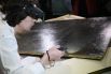Эксперт осматривает картину художника Н. Ярошенко «Заключённый» после возвращения в Третьяковскую галерею с выставки из Италии