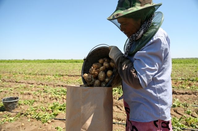 Местные арбузы и картофель на корню скупают иногородние компании.