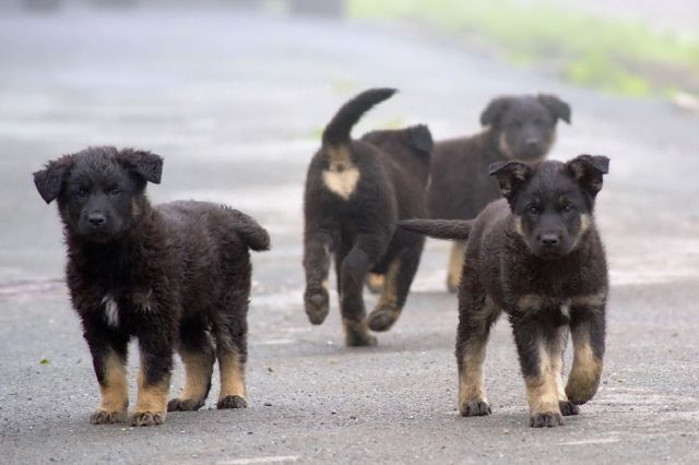 В Томске предлагают ужесточить наказания для хозяев за выброшенных собак