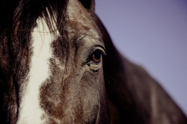 В Ростовской области мать и дочь довели коня до мучительной смерти