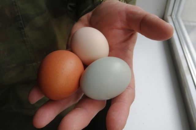 Яйца выращенных кур можно отнести к экологически-чистым продуктам