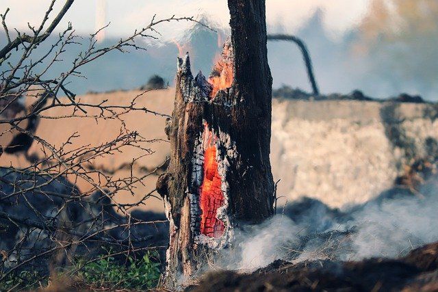 Из-за природного пожара в Бердюжском сгорело 5 домов