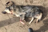Убитая собака в Домбаровском районе. 