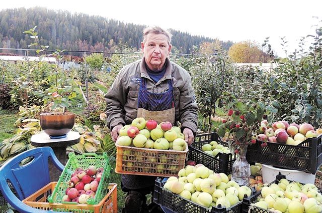 Яблоньки у Сергея Беклемышева каждый год дают хороший урожай. 